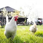 Luxuszelt Slapen Tussen De Schapen In De Tante Tipi *