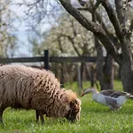 Luxuszelt Slapen Tussen De Schapen In De Tante Tipi