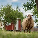 Slapen Tussen De Schapen In De Tante Tipi Luxuszelt