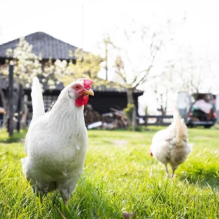 Luxury tent Slapen Tussen De Schapen In De Tante Tipi *
