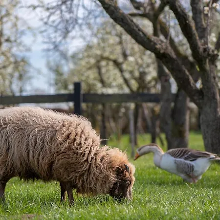 Luxury tent Slapen Tussen De Schapen In De Tante Tipi