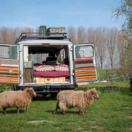 Slapen Tussen De Schapen In De Tante Tipi