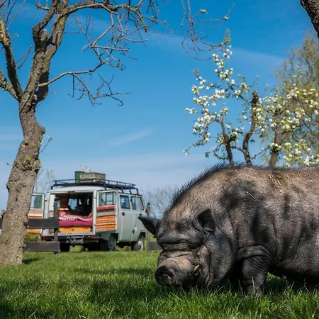 Slapen Tussen De Schapen In De Tante Tipi * Zennewijnen