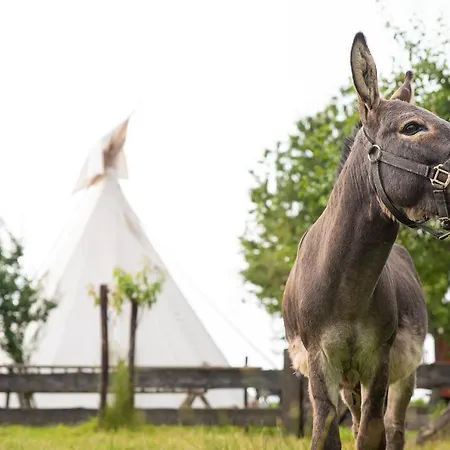 Slapen Tussen De Schapen In De Tante Tipi * Zennewijnen