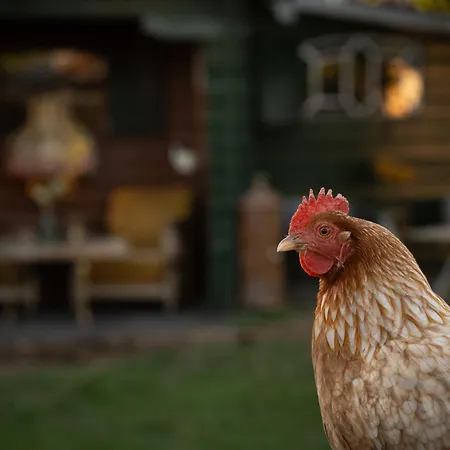 Luxury tent Slapen Tussen De Schapen In De Tante Tipi *