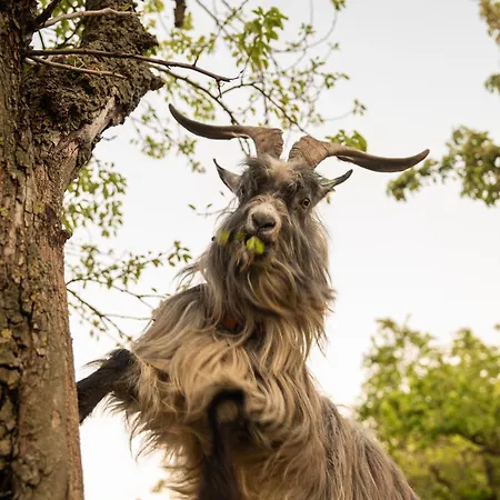Slapen Tussen De Schapen In De Tante Tipi * Zennewijnen