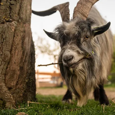 Slapen Tussen De Schapen In De Tante Tipi Luxury tent Zennewijnen