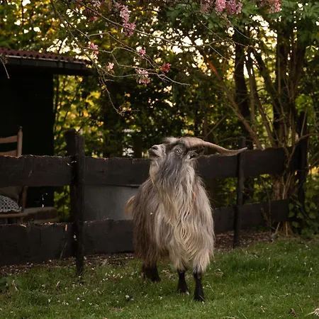 Slapen Tussen De Schapen In De Tante Tipi Luxury tent Zennewijnen
