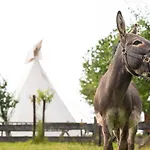Slapen Tussen De Schapen In De Tante Tipi * Zennewijnen