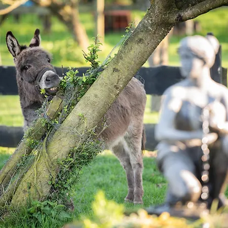 Slapen Tussen De Schapen In De Tante Tipi Zennewijnen
