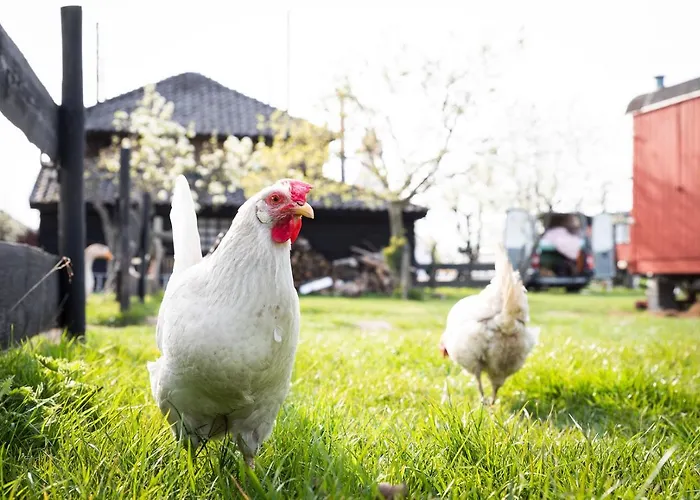 Luxury tent Slapen Tussen De Schapen In De Tante Tipi *