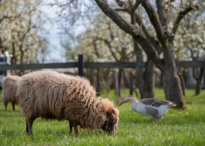 Luxury tent Slapen Tussen De Schapen In De Tante Tipi