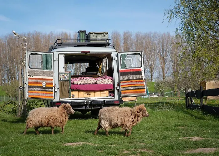 Slapen Tussen De Schapen In De Tante Tipi