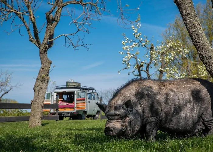 Slapen Tussen De Schapen In De Tante Tipi * Zennewijnen