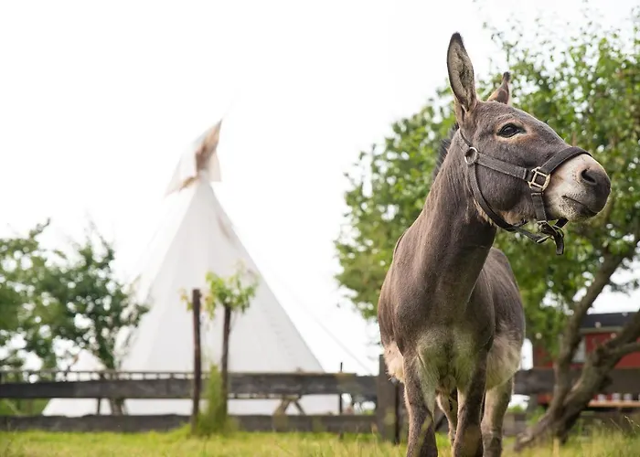 Slapen Tussen De Schapen In De Tante Tipi * Zennewijnen