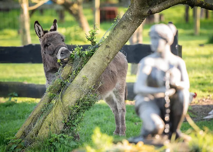 Slapen Tussen De Schapen In De Tante Tipi Zennewijnen